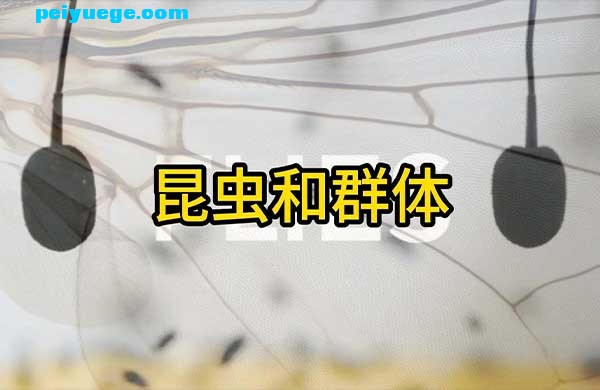 昆虫帖子首图.jpg